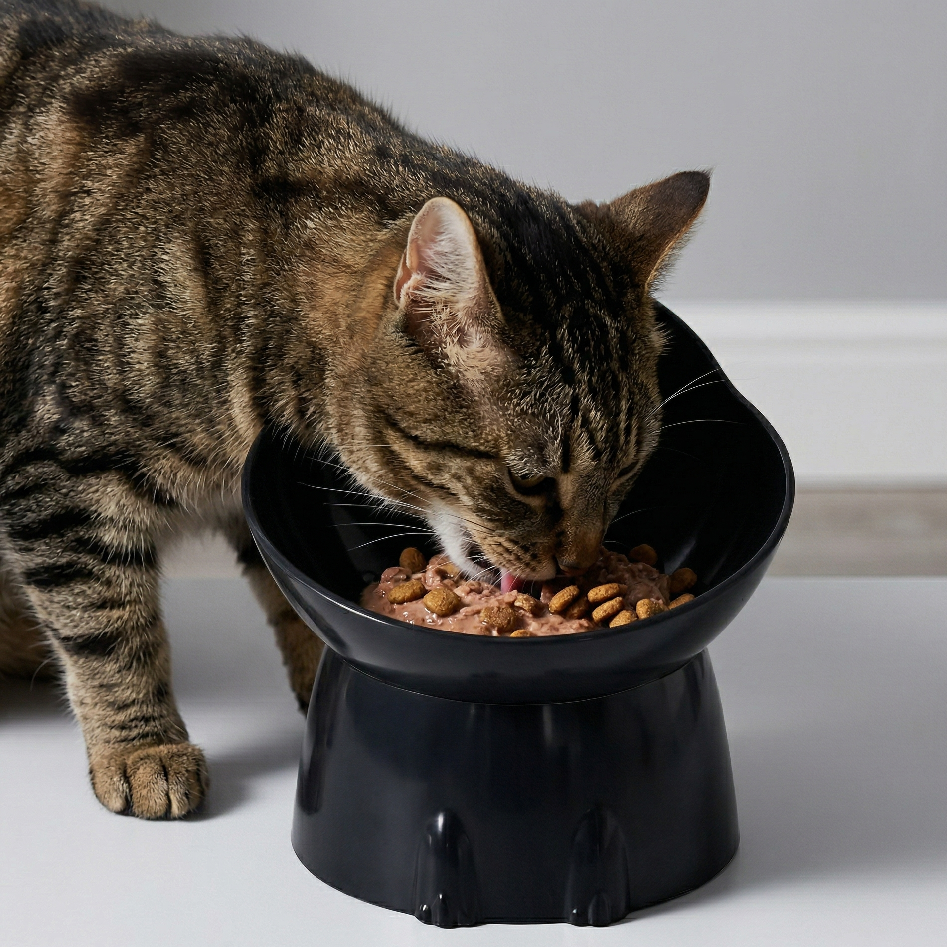 Chat qui ne mange pas : causes, signes d'alerte et solutions 2026 Image
