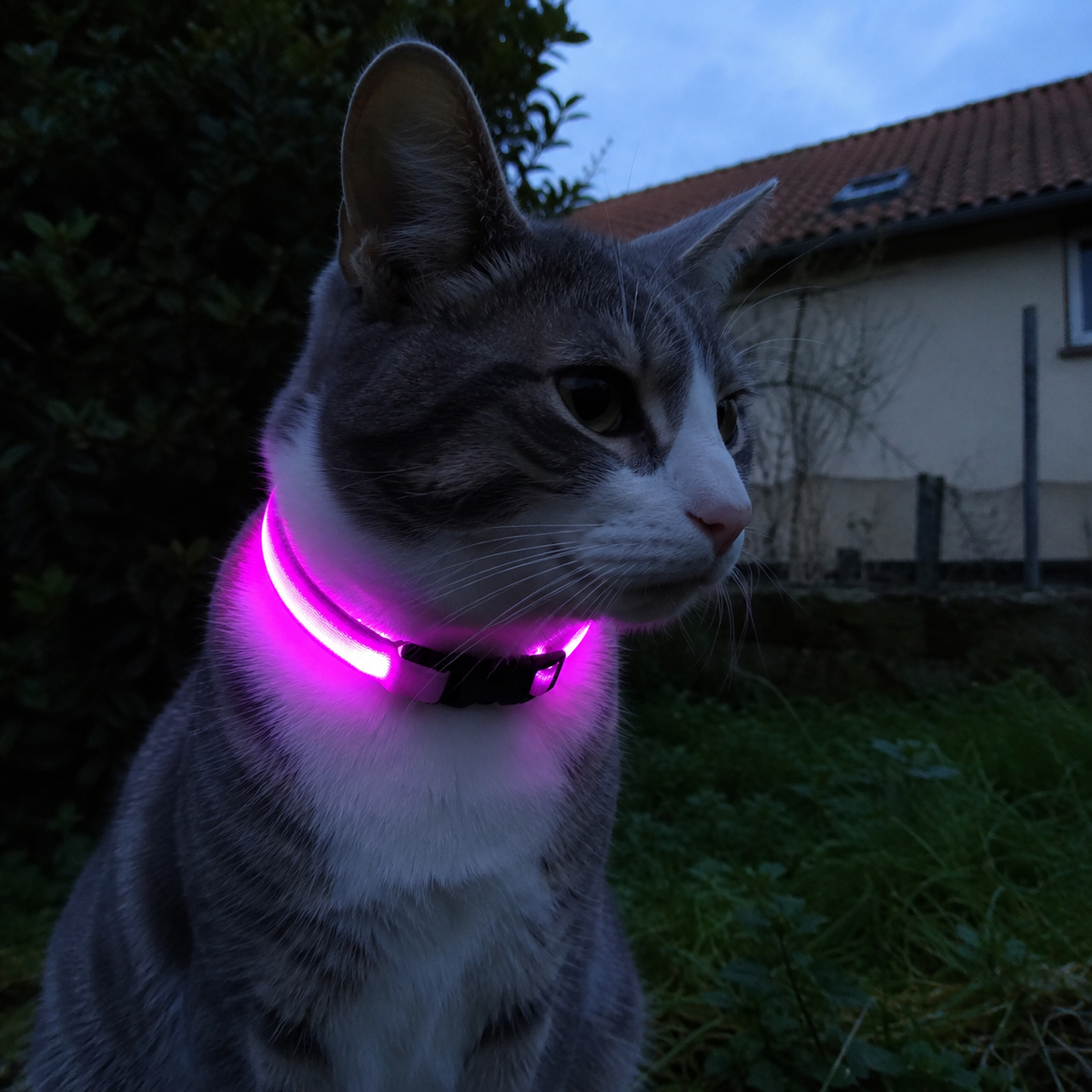 Collier LED rechargeable réfléchissant Lumo