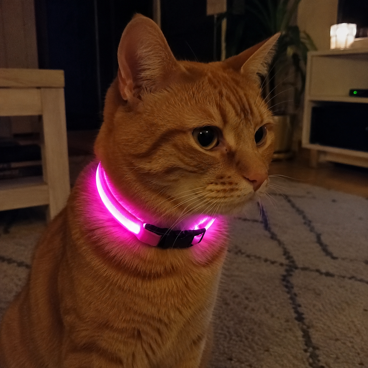 Collier LED rechargeable réfléchissant Lumo