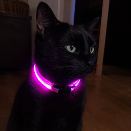 Collier LED rechargeable réfléchissant Lumo