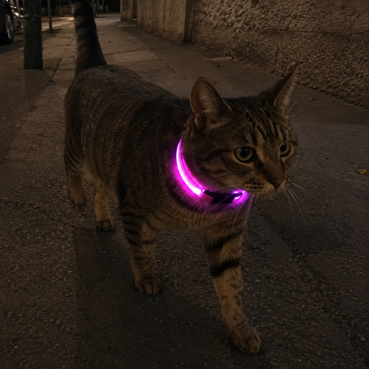 Collier LED rechargeable réfléchissant Lumo