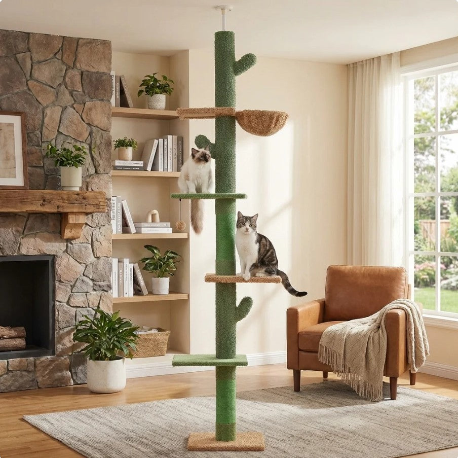 Arbre à Chat Cactus Géant - FUDAJO