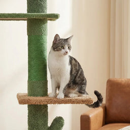 Arbre à Chat Cactus Géant Fudajo