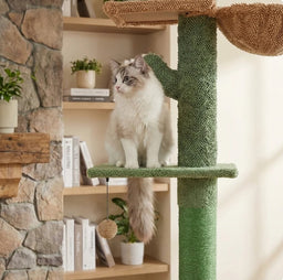 Arbre à Chat Cactus Géant Fudajo