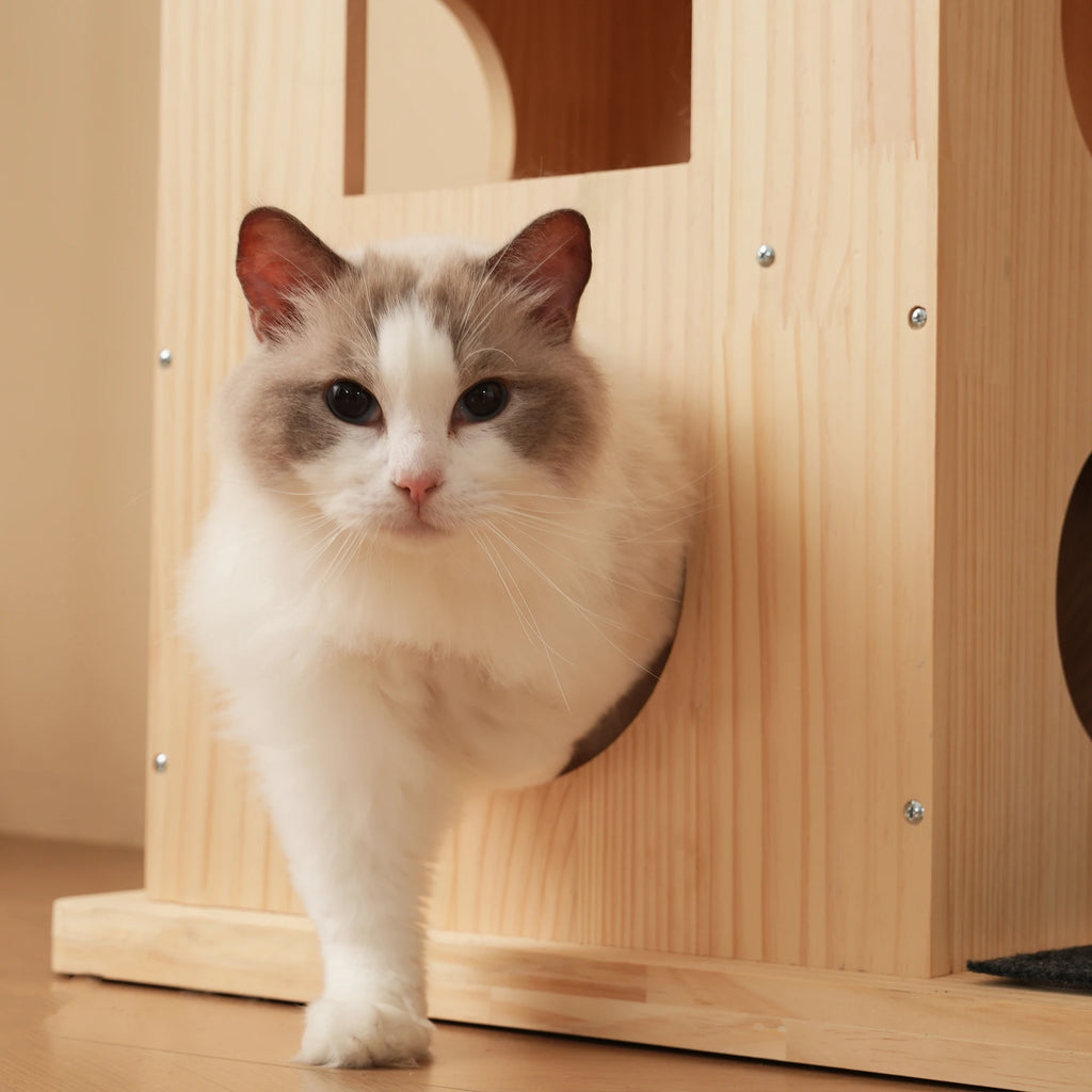 Arbre à Chat Roue Jeu Bois Massif - TIGRA