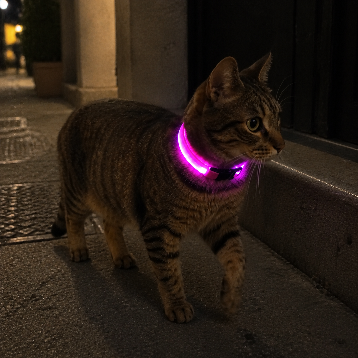 lot1-collier-led-rechargeable-r-f-image_2.png Image