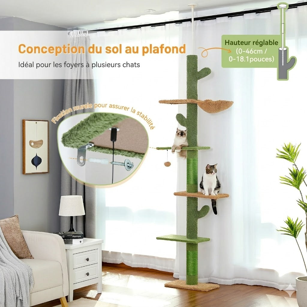Arbre à Chat Cactus Géant - FUDAJO
