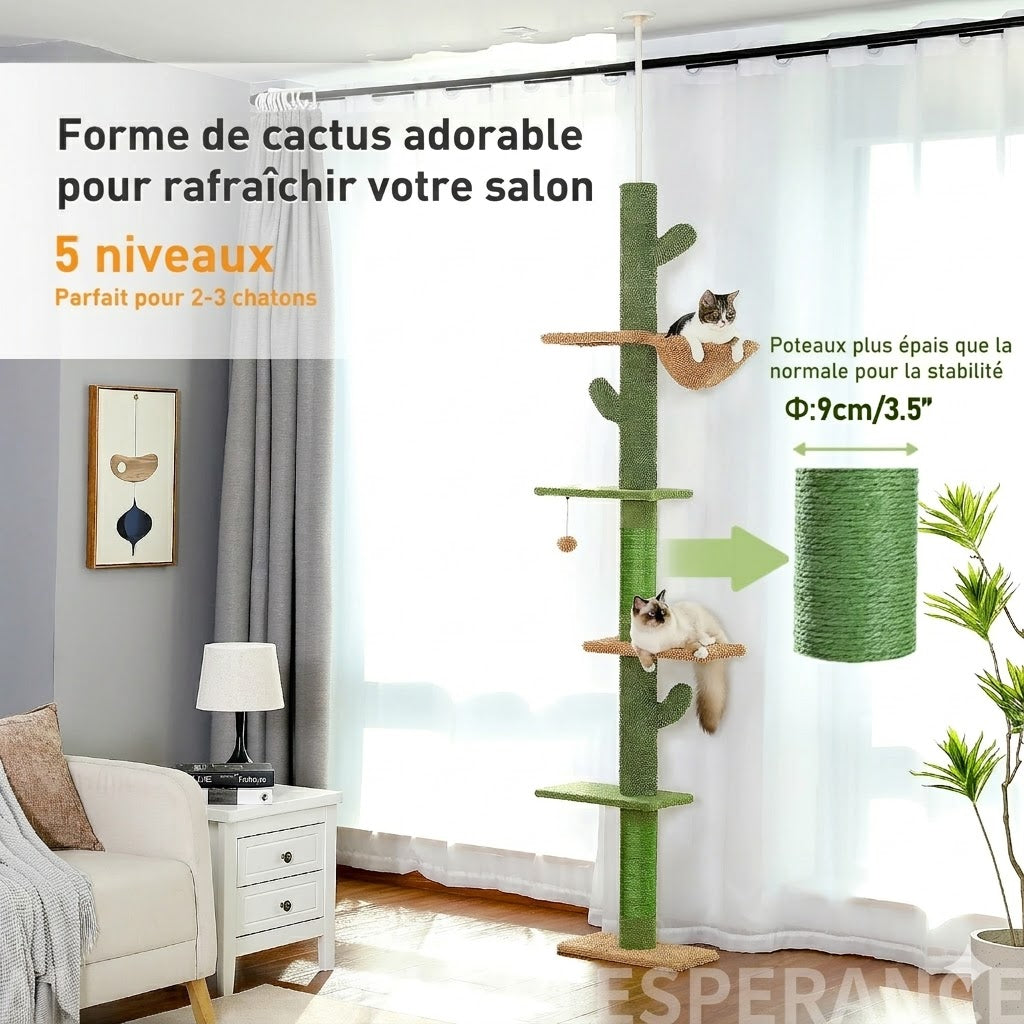 Arbre à Chat Cactus Géant - FUDAJO